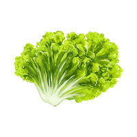 Lettuce